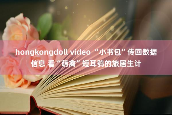 hongkongdoll video “小书包”传回数据信息 看“萌禽”短耳鸮的旅居生计