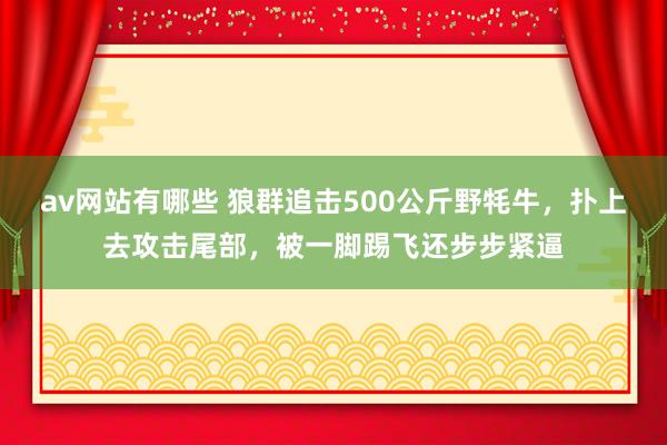 av网站有哪些 狼群追击500公斤野牦牛，扑上去攻击尾部，被一脚踢飞还步步紧逼